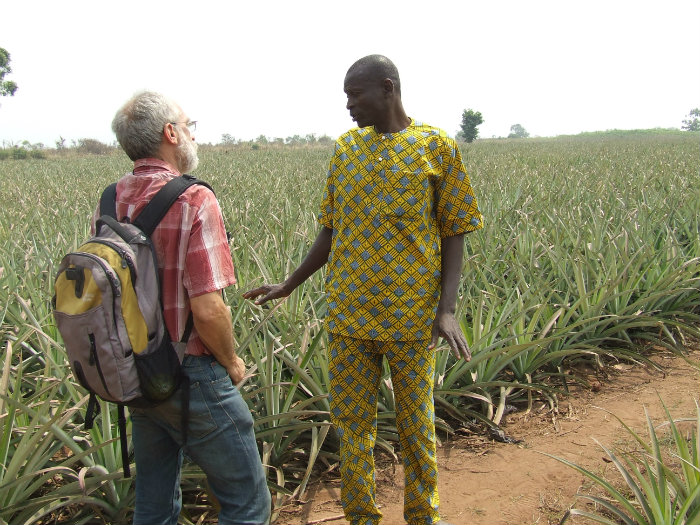 Cultures ananas