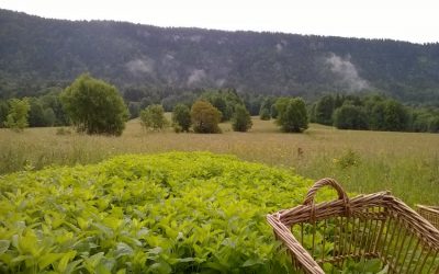 Début de saison animé à l’Herbier de la Clappe !