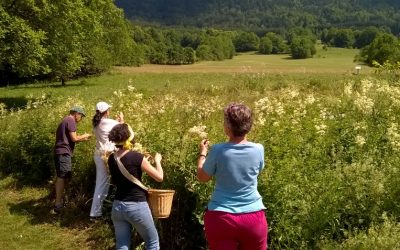 Les stages et les animations à l’Herbier de la Clappe